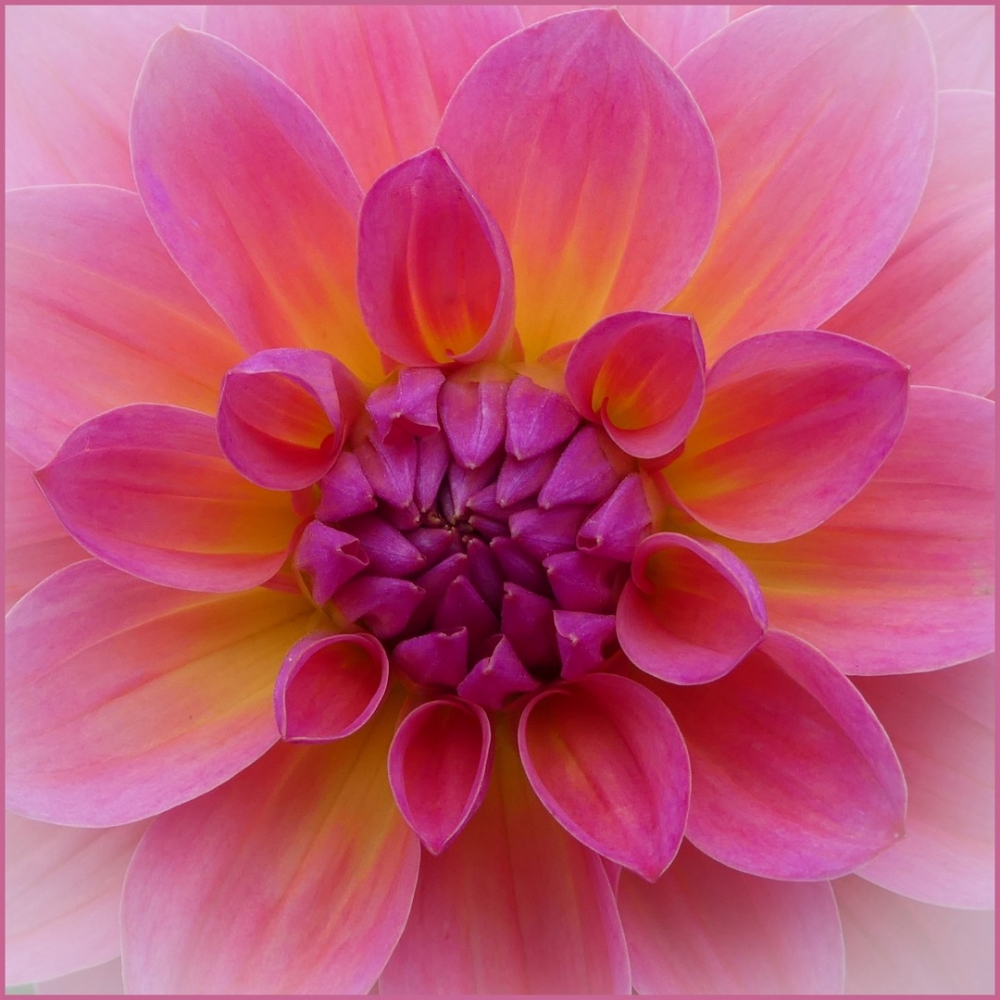 1st Pretty in pink by Karen Gowen